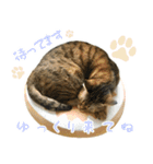 ミルク カギシッポの猫（個別スタンプ：9）