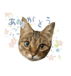 ミルク カギシッポの猫（個別スタンプ：10）