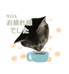 ミルク カギシッポの猫（個別スタンプ：11）