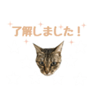 ミルク カギシッポの猫（個別スタンプ：13）