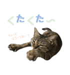 ミルク カギシッポの猫（個別スタンプ：16）