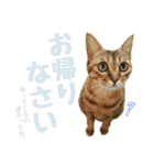ミルク カギシッポの猫（個別スタンプ：17）