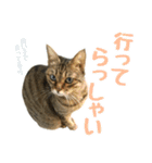 ミルク カギシッポの猫（個別スタンプ：18）