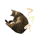 ミルク カギシッポの猫（個別スタンプ：19）