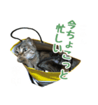 ミルク カギシッポの猫（個別スタンプ：21）