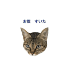 ミルク カギシッポの猫（個別スタンプ：22）