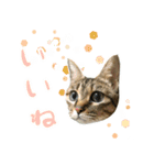 ミルク カギシッポの猫（個別スタンプ：23）