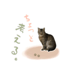 ミルク カギシッポの猫（個別スタンプ：24）