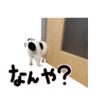 淡路ワンニャンFriend.4（個別スタンプ：32）