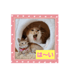 おもしろい写真スタンプ（個別スタンプ：2）