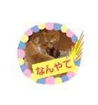 おもしろい写真スタンプ（個別スタンプ：8）