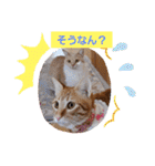 おもしろい写真スタンプ（個別スタンプ：12）