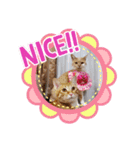 おもしろい写真スタンプ（個別スタンプ：16）