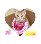 おもしろい写真スタンプ（個別スタンプ：19）