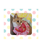 おもしろい写真スタンプ（個別スタンプ：22）