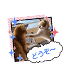 おもしろい写真スタンプ（個別スタンプ：29）