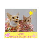 おもしろい写真スタンプ（個別スタンプ：31）