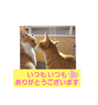 おもしろい写真スタンプ（個別スタンプ：36）