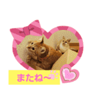 おもしろい写真スタンプ（個別スタンプ：40）