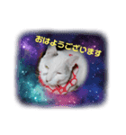 わが家のゴマさん（個別スタンプ：8）