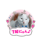 わが家のゴマ様（個別スタンプ：1）