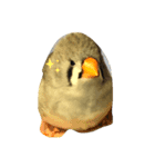 キンカチョウのピィーちゃん（個別スタンプ：1）