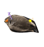 キンカチョウのピィーちゃん（個別スタンプ：2）