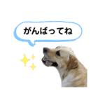 いろいろ使えるラブラドールスタンプ（個別スタンプ：25）