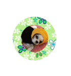 リンゴさんスタンプ パート6（個別スタンプ：20）