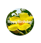 HappyBirthday！ ThankYou！＆OK！Okinawa（個別スタンプ：3）