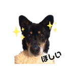 鈴木家の犬 ななちゃん＆みみちゃん（個別スタンプ：29）