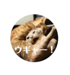 我が家の飼い猫スタンプ 4（個別スタンプ：13）