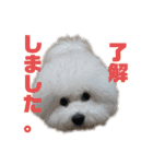 ビションフリーゼ チャチャ君No.1（個別スタンプ：1）