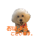ビションフリーゼ チャチャ君No.1（個別スタンプ：3）