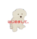 ビションフリーゼ チャチャ君No.1（個別スタンプ：5）