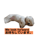 ビションフリーゼ チャチャ君No.1（個別スタンプ：12）