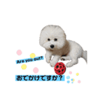 ビションフリーゼ チャチャ君No.1（個別スタンプ：14）