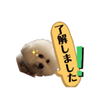 ビションフリーゼ チャチャ君No.1（個別スタンプ：17）