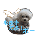 ビションフリーゼ チャチャ君No.1（個別スタンプ：22）