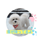 ビションフリーゼ チャチャ君No.1（個別スタンプ：23）