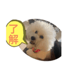 ビションフリーゼ チャチャ君No.1（個別スタンプ：24）