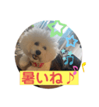 ビションフリーゼ チャチャ君No.1（個別スタンプ：25）