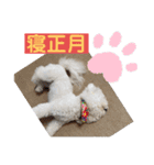 ビションフリーゼ チャチャ君No.1（個別スタンプ：26）