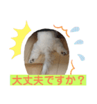 ビションフリーゼ チャチャ君No.1（個別スタンプ：27）