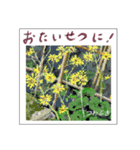 ミチコスタンプ NO9  冬の花（個別スタンプ：8）