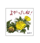 ミチコスタンプ NO9  冬の花（個別スタンプ：13）