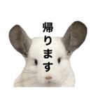 げっ歯類とイヌ（個別スタンプ：1）