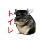 げっ歯類とイヌ（個別スタンプ：5）