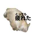 げっ歯類とイヌ（個別スタンプ：7）