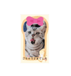 にゃんこと楽しむ♪（個別スタンプ：1）